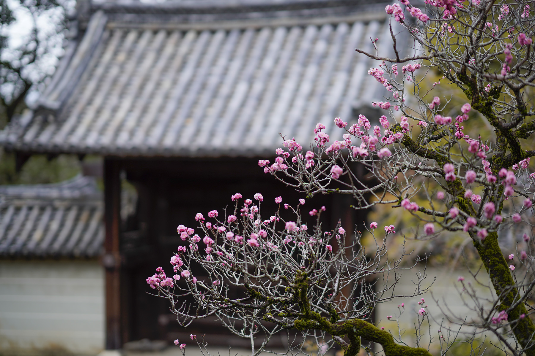 f:id:gyaos55:20210313121437j:plain