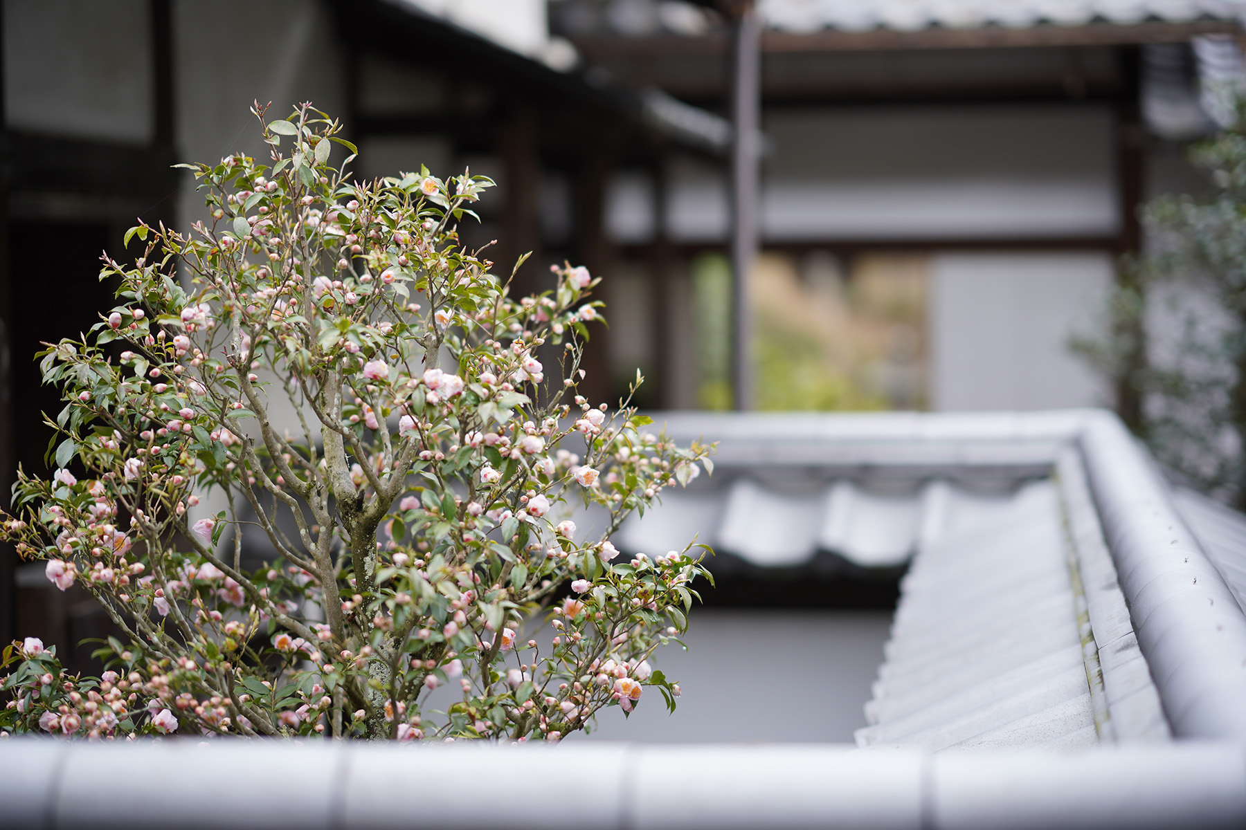 f:id:gyaos55:20210313121729j:plain