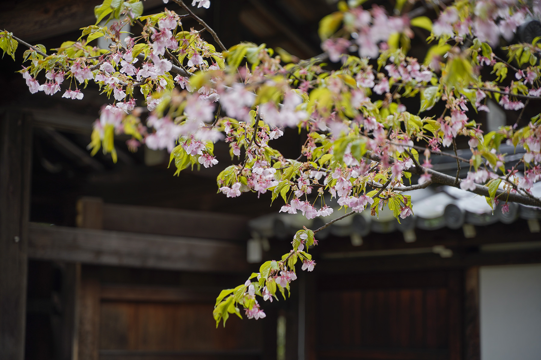 f:id:gyaos55:20210313123449j:plain