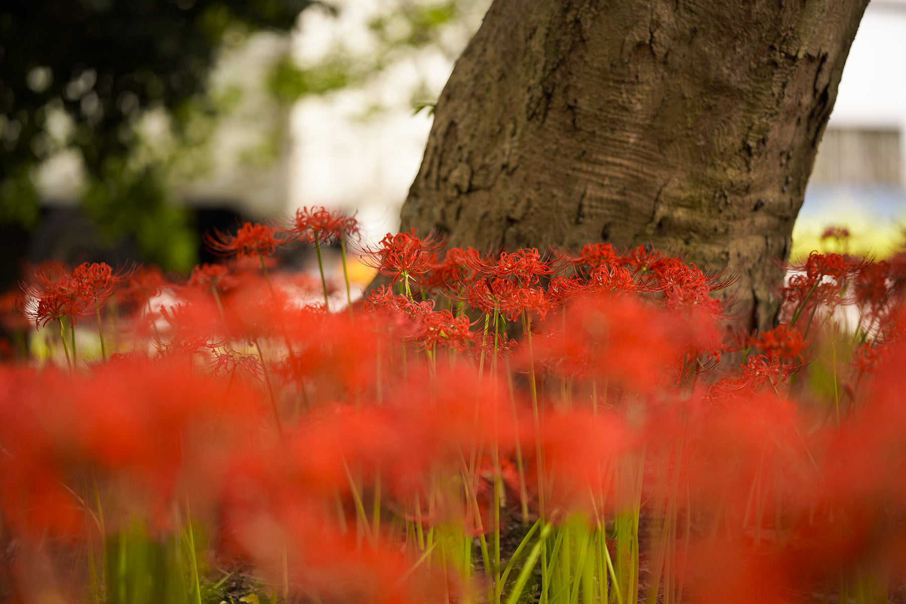 f:id:gyaos55:20210918114347j:plain