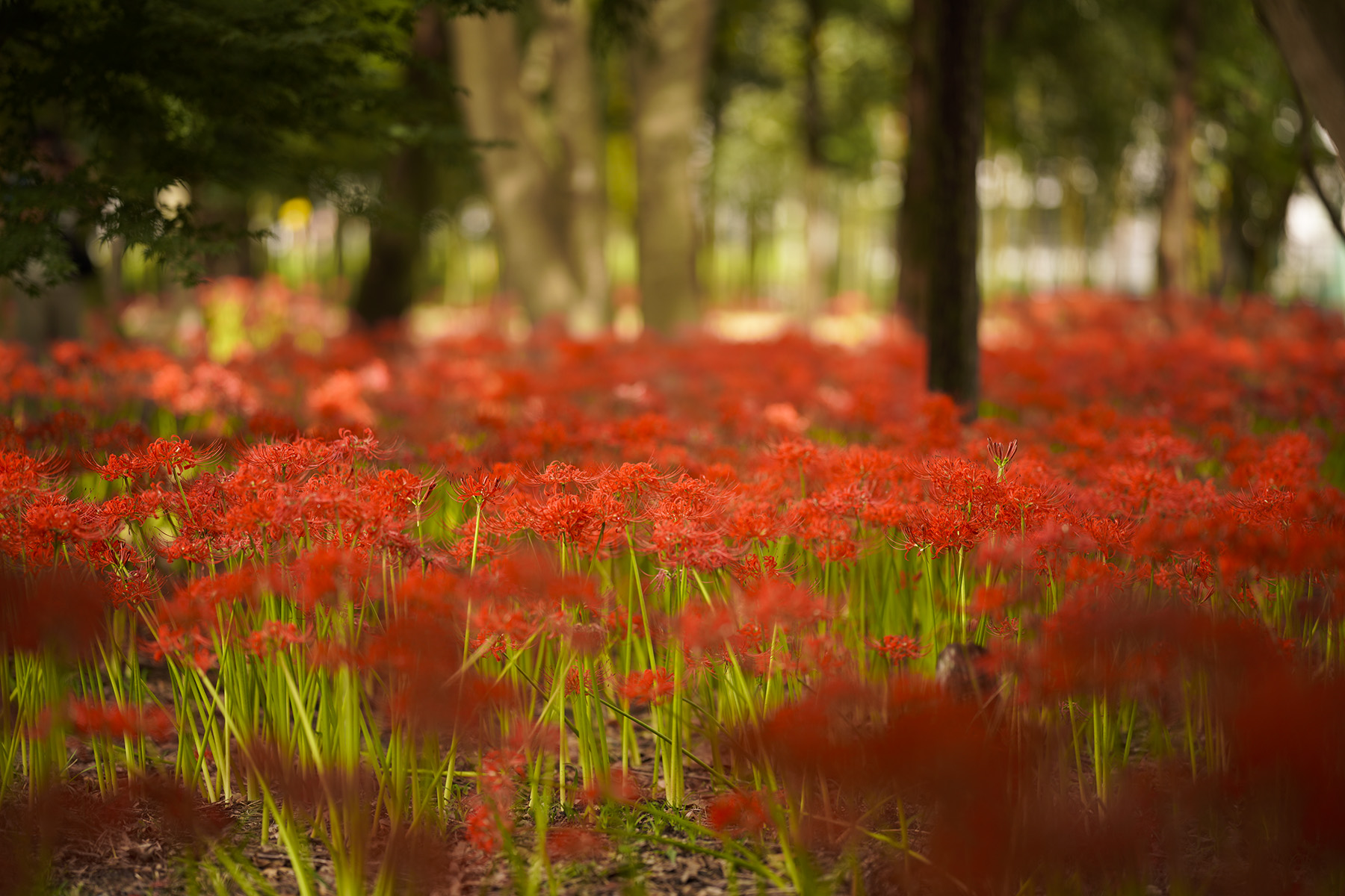 f:id:gyaos55:20210918114724j:plain