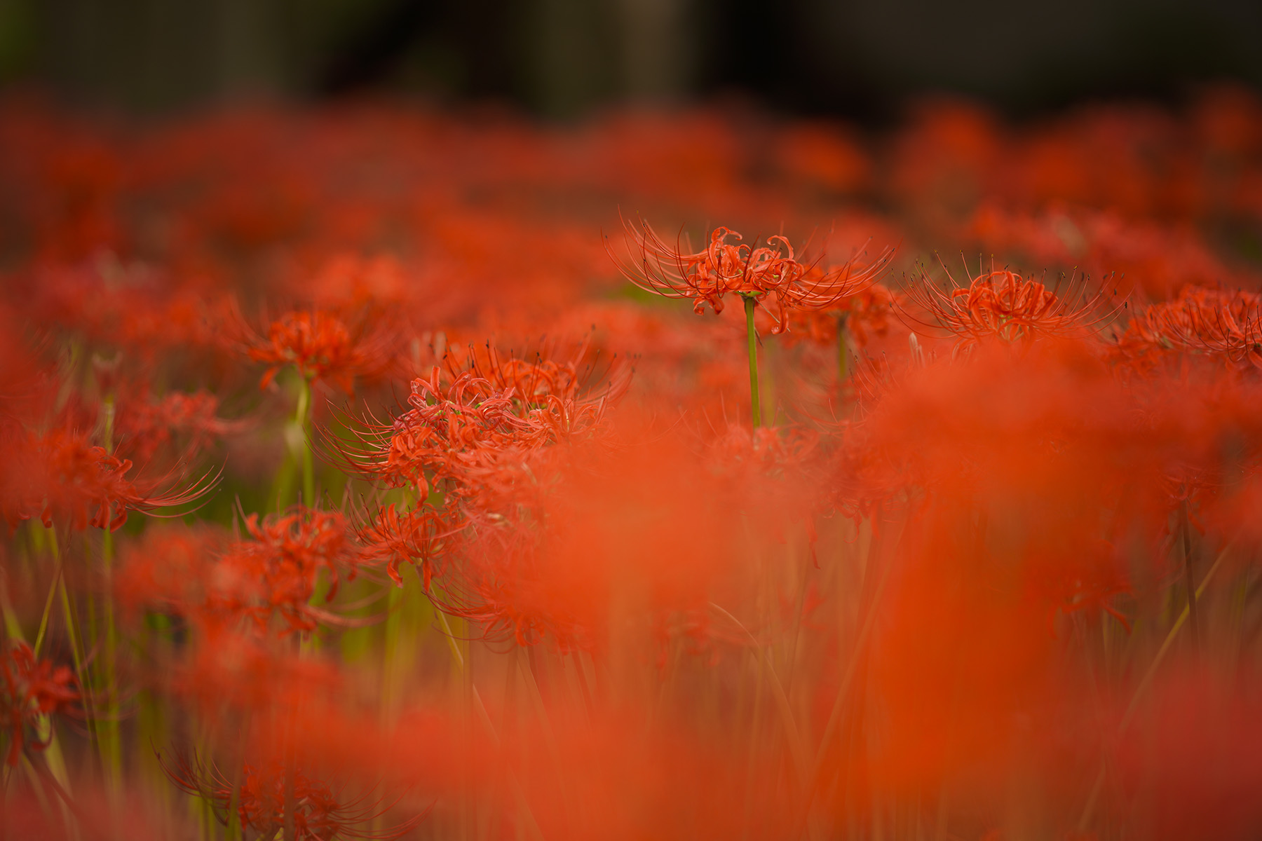 f:id:gyaos55:20210918115253j:plain