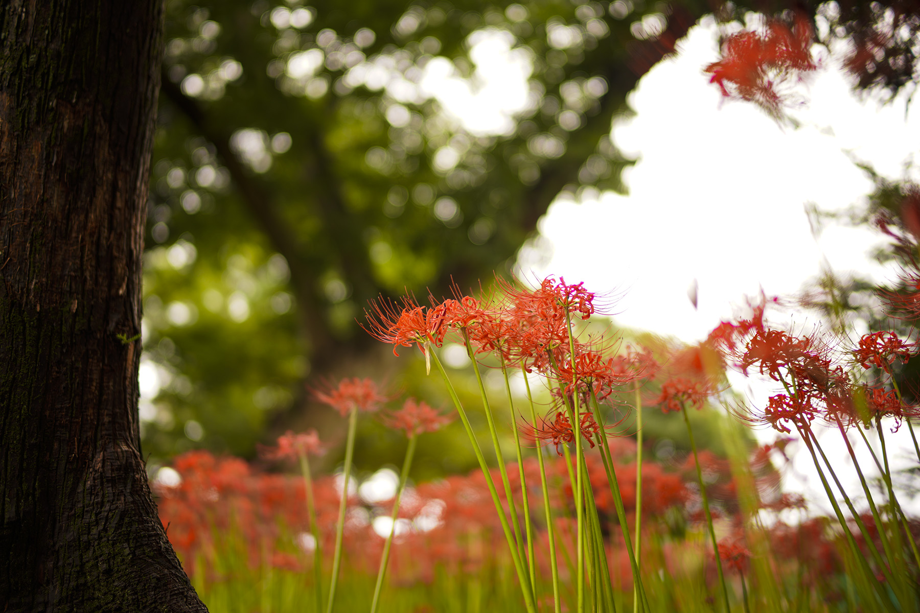 f:id:gyaos55:20210918120107j:plain