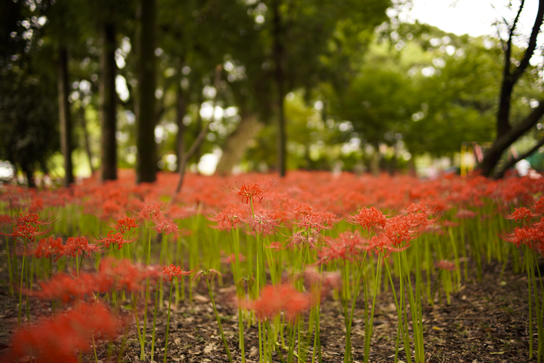 f:id:gyaos55:20210918120300j:plain