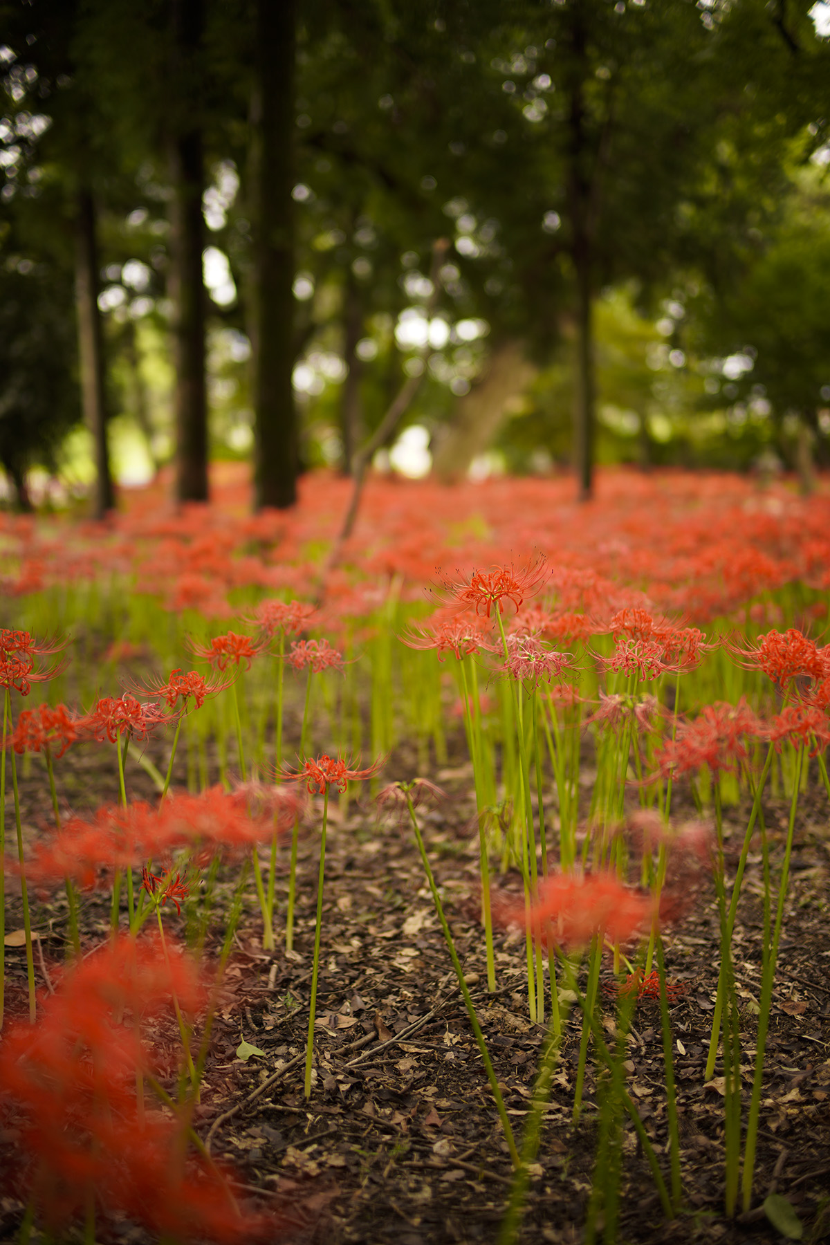 f:id:gyaos55:20210918120334j:plain