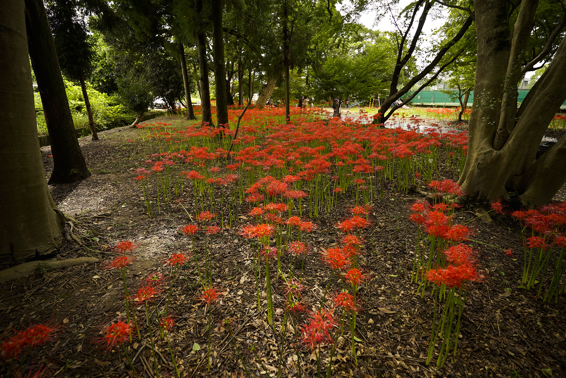 f:id:gyaos55:20210918120638j:plain