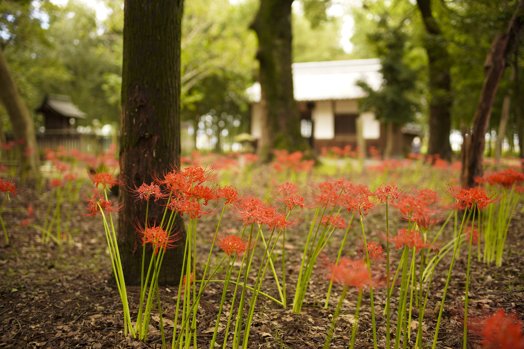 f:id:gyaos55:20210918120843j:plain