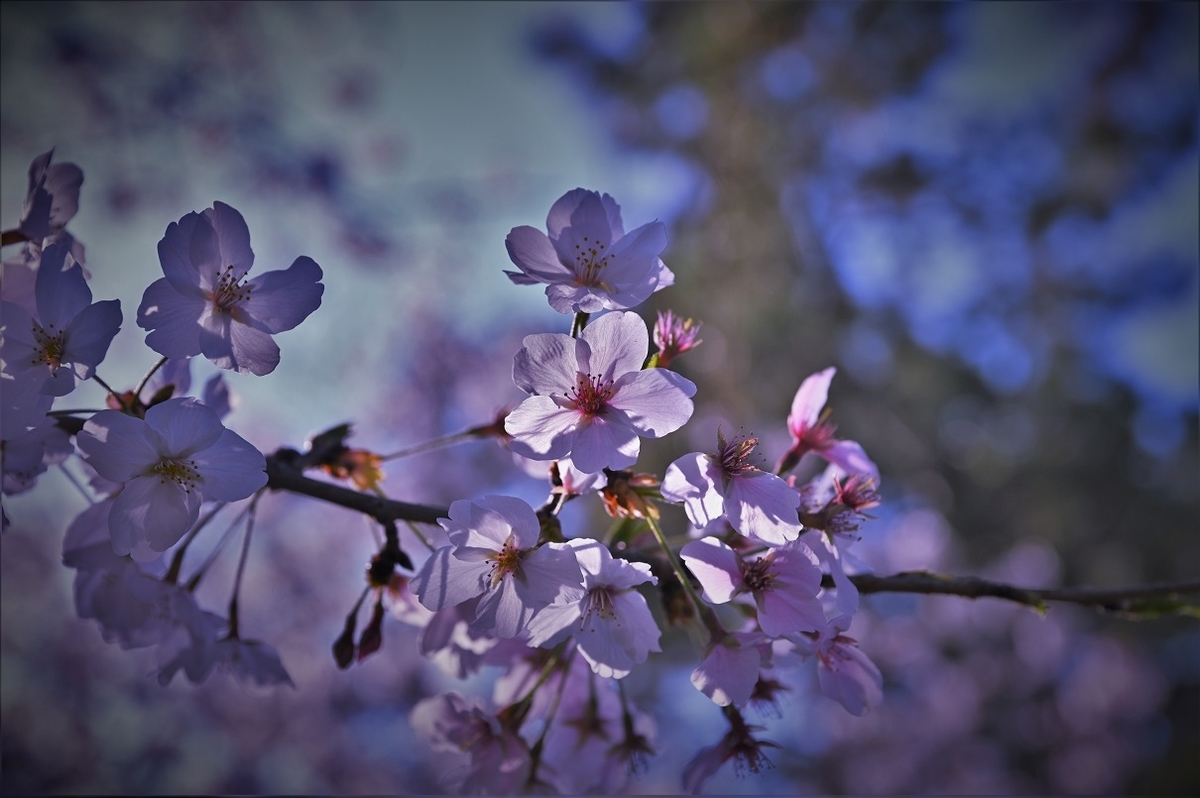 f:id:gyosinn:20200412103407j:plain f:id:gyosinn:20200412103407j:plain