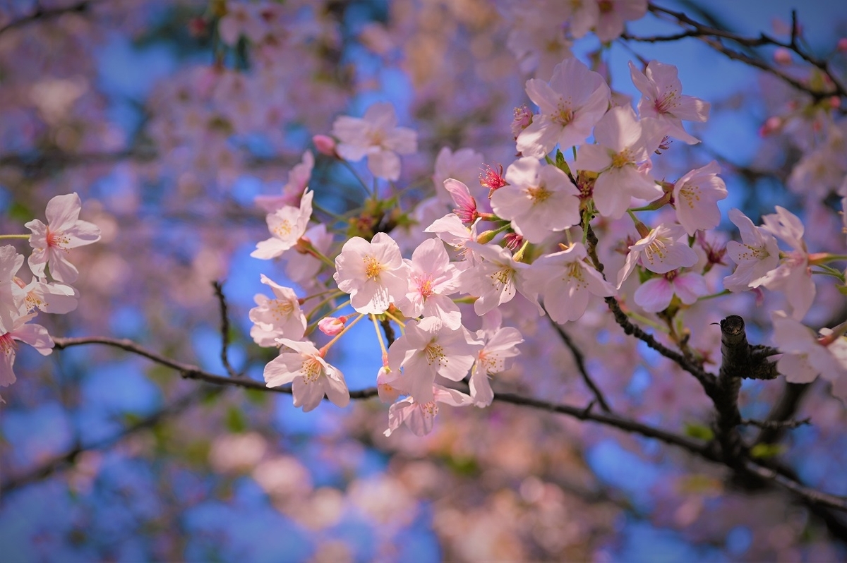 f:id:gyosinn:20200412103622j:plain f:id:gyosinn:20200412103622j:plain