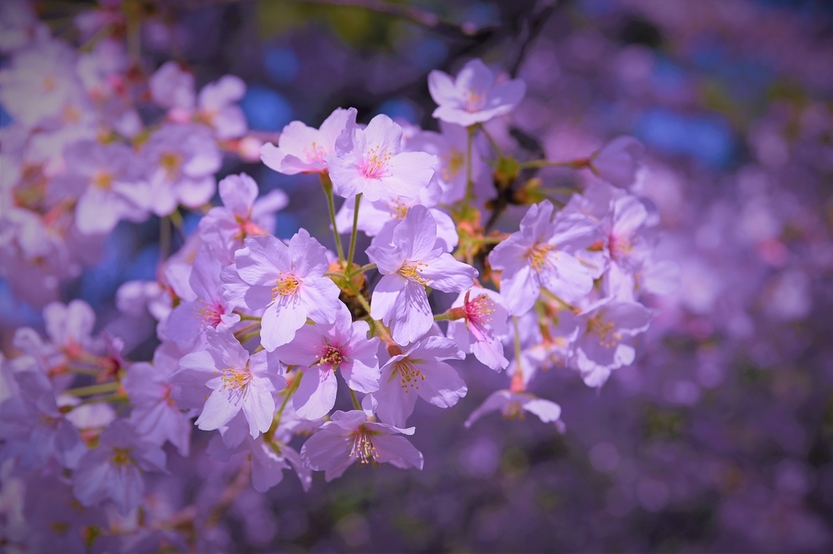 f:id:gyosinn:20200412103650j:plain f:id:gyosinn:20200412103650j:plain