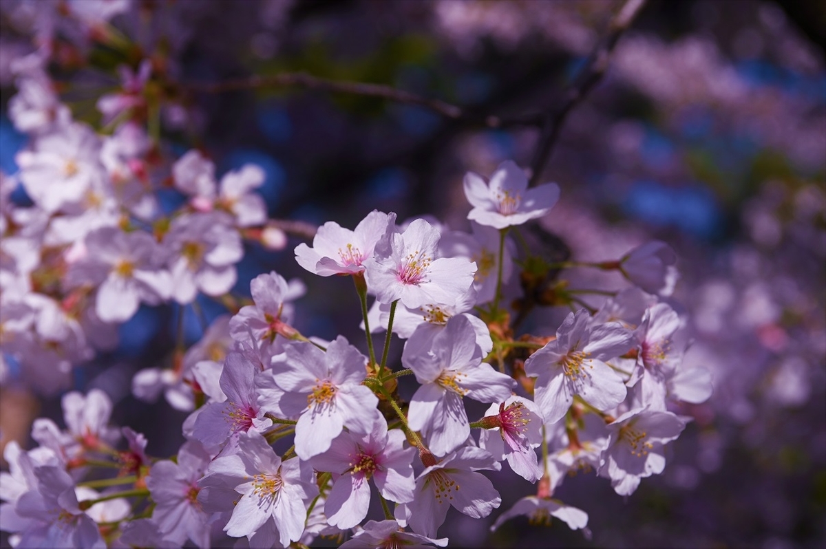 f:id:gyosinn:20200412103720j:plain f:id:gyosinn:20200412103720j:plain
