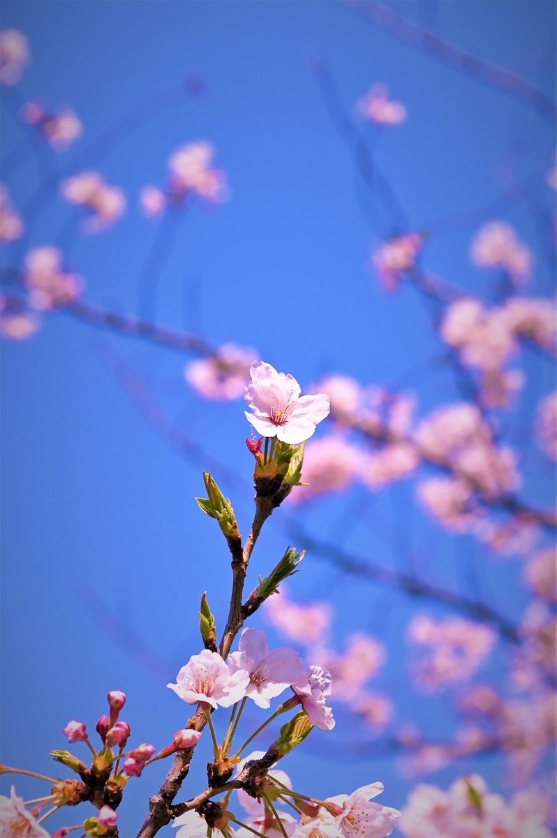 f:id:gyosinn:20200412103948j:plain f:id:gyosinn:20200412103948j:plain