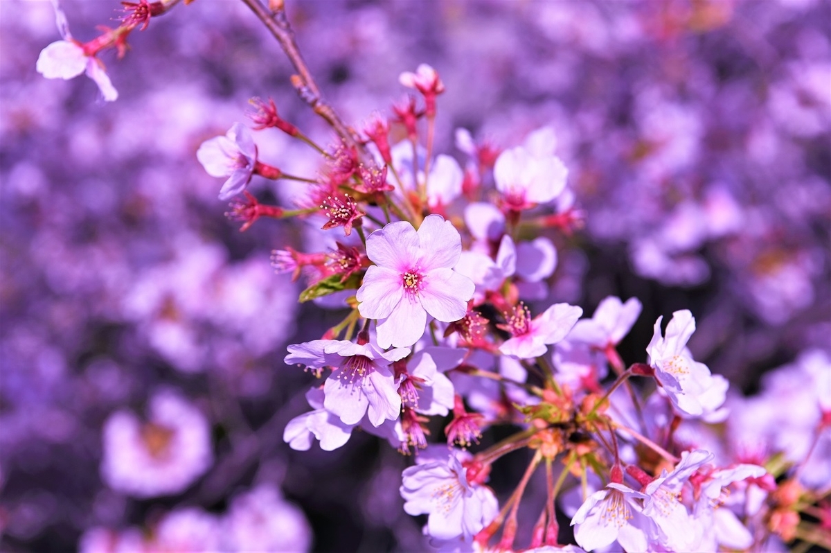 f:id:gyosinn:20200412104026j:plain f:id:gyosinn:20200412104026j:plain