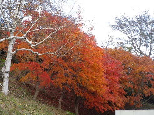 f:id:gyotaroh:20191117073306j:plain