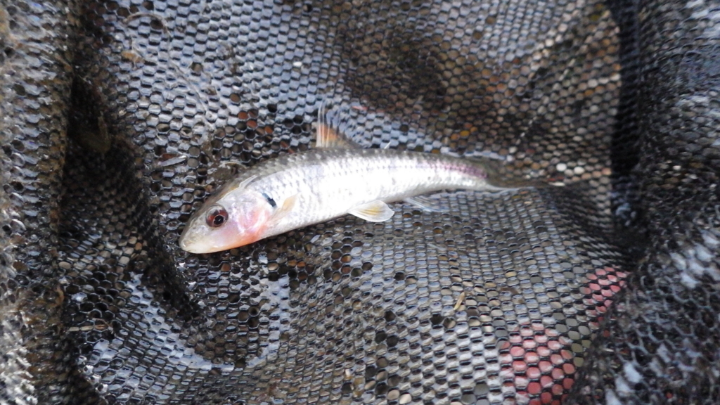 埼玉県の用水路でビワヒガイ ヤリタナゴ ヌマムツ カネヒラ等採集 関東の魚を追って