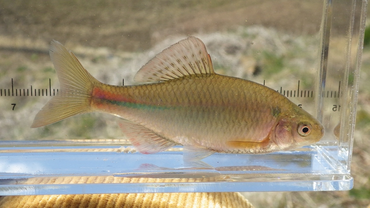栃木県の水路でアカヒレタビラ ヨシノボリの仲間 ヤマメ ヒガシシマドジョウなど採集 関東の魚を追って 栃木県の水路でアカヒレタビラ ヨシノボリの仲間 ヤマメ ヒガシシマドジョウなど採集 関東の魚を追って