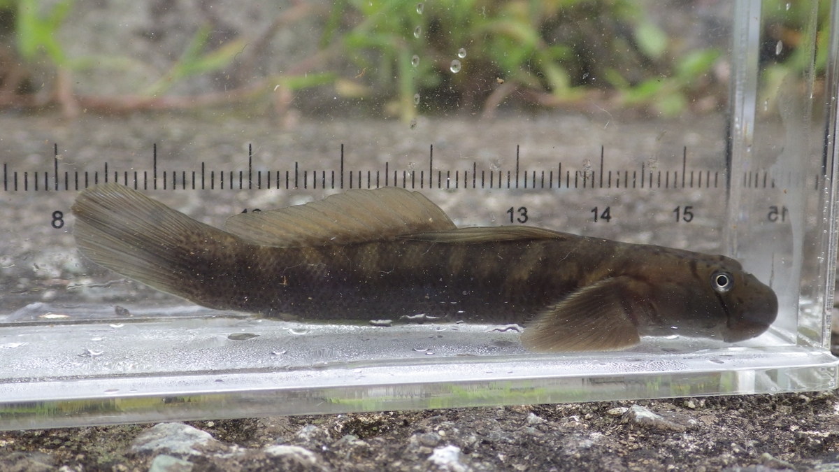 神奈川県の川でルリヨシノボリ シマヨシノボリ ボウズハゼなど 関東の魚を追って
