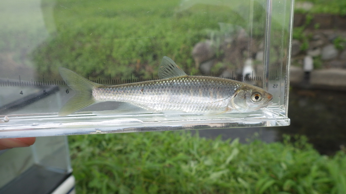 神奈川県の川で ナマズ幼魚 オイカワ スナゴカマツカなど 関東の魚を追って