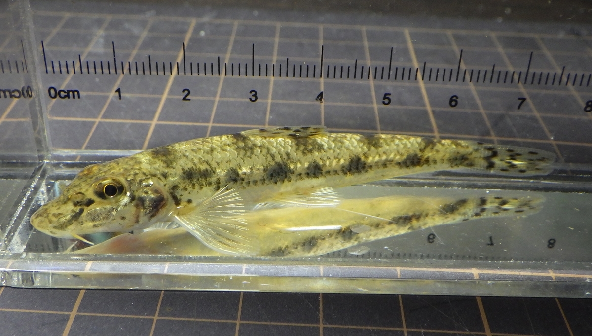 関東某所の川でカマツカ純系(国内外来種) - 関東の魚を追って
