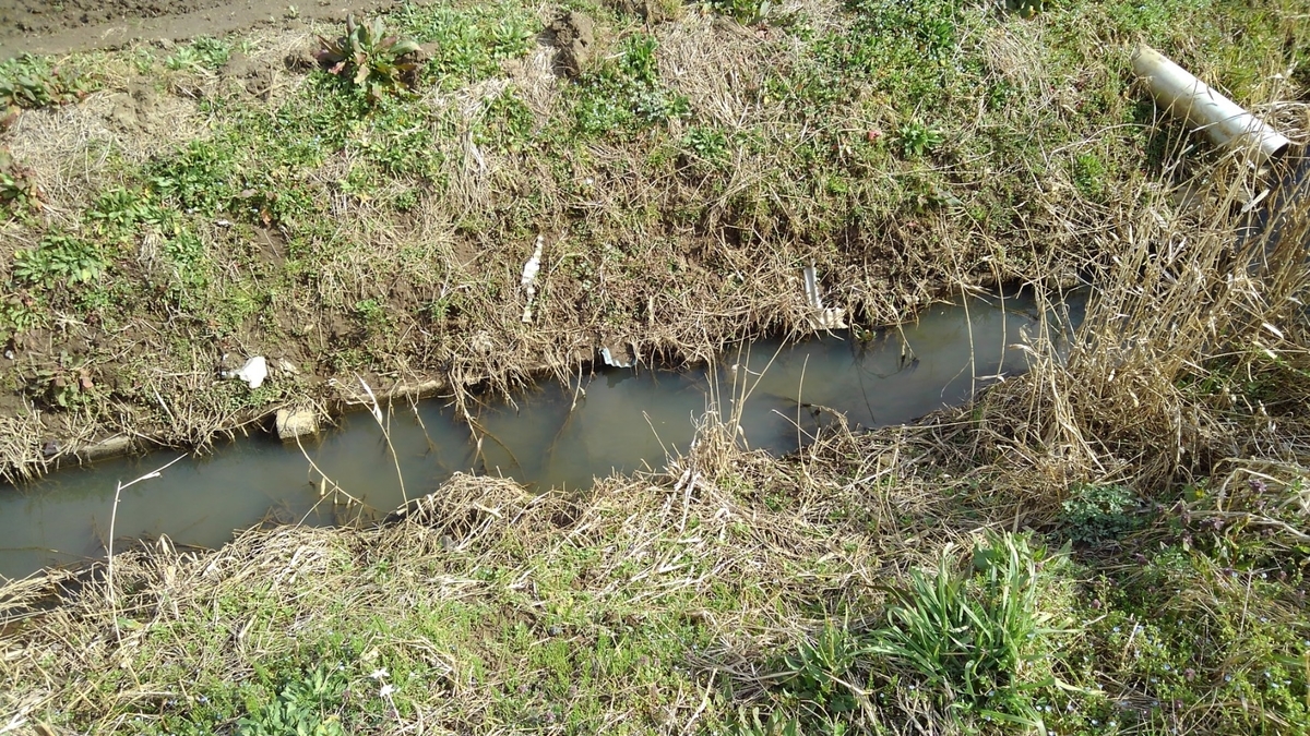 茨城県某所でチョウセンブナ 関東の魚を追って