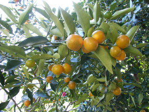 f:id:gyou:20080114142711j:image