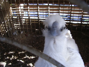 f:id:gyou:20080114142816j:image