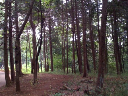 f:id:gyou:20090613093005j:image