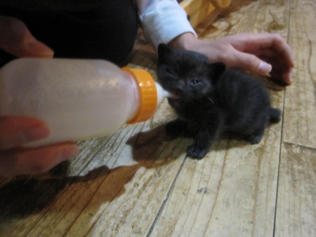 f:id:gyou:20120512084823j:image