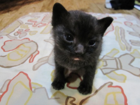 f:id:gyou:20120513162006j:image