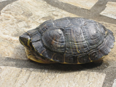 f:id:gyou:20130320131814j:image