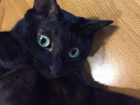 f:id:gyou:20180715083059j:image