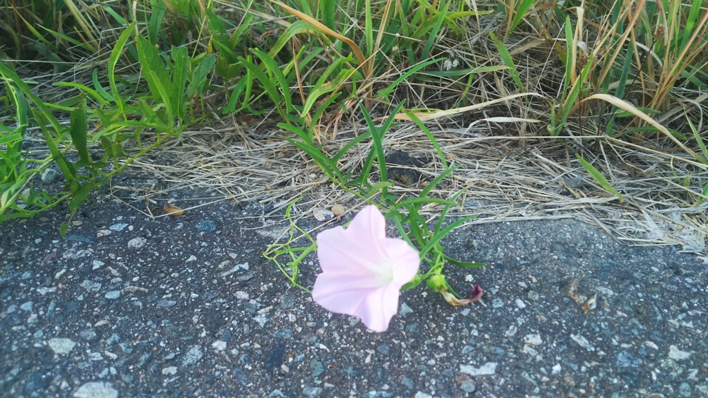 f:id:gypsypapa:20180821101256j:plain f:id:gypsypapa:20180821101256j:plain