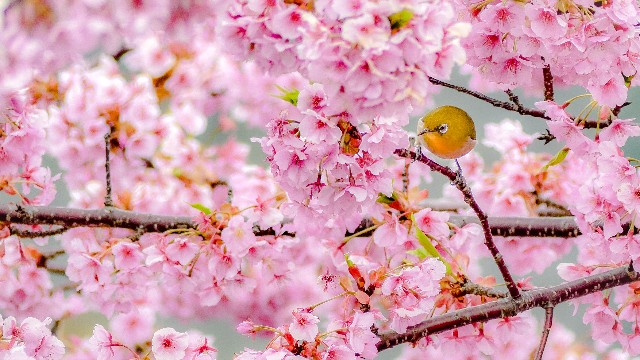 f:id:gyu4j7:20190311030434j:image