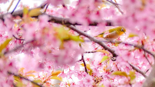 f:id:gyu4j7:20190311030450j:image