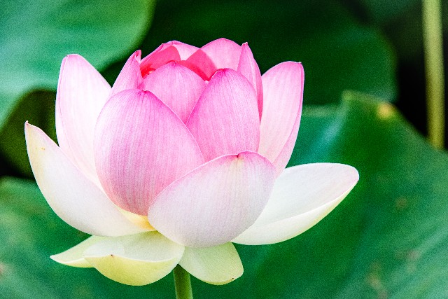 f:id:gyu4j7:20190627144742j:image