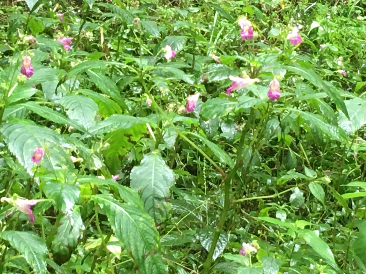 f:id:gyuuhohaha:20200912205914j:plain f:id:gyuuhohaha:20200912205914j:plain