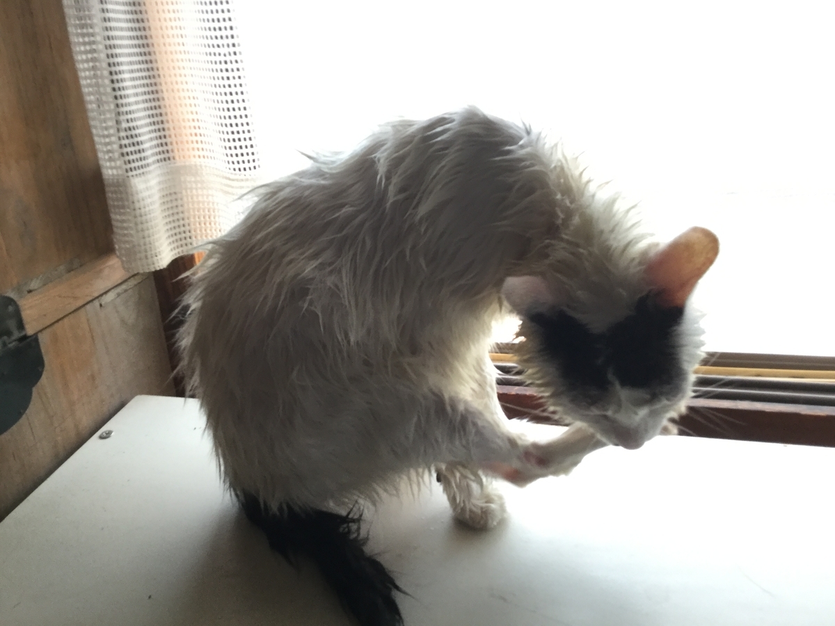 f:id:gyuuhomura:20190804155450j:plain f:id:gyuuhomura:20190804155450j:plain