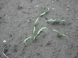 イメージ 6