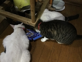 f:id:gyuuhomura:20190821221511j:plain f:id:gyuuhomura:20190821221511j:plain