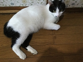 f:id:gyuuhomura:20190827002439j:plain f:id:gyuuhomura:20190827002439j:plain