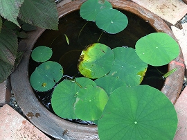 f:id:gyuuhomura:20190903130739j:plain f:id:gyuuhomura:20190903130739j:plain