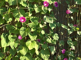 f:id:gyuuhomura:20190915073350j:plain f:id:gyuuhomura:20190915073350j:plain
