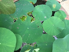 f:id:gyuuhomura:20190918005404j:plain f:id:gyuuhomura:20190918005404j:plain