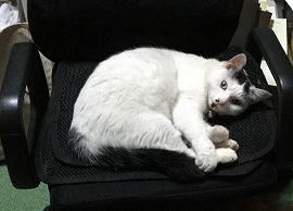 f:id:gyuuhomura:20190927013044j:plain