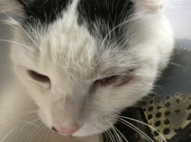 f:id:gyuuhomura:20190927013106j:plain f:id:gyuuhomura:20190927013106j:plain