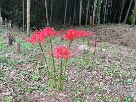 f:id:gyuuhomura:20191003014314j:plain