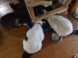 f:id:gyuuhomura:20191003142953j:plain