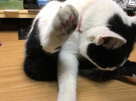 f:id:gyuuhomura:20191012164623j:plain f:id:gyuuhomura:20191012164623j:plain