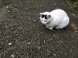 f:id:gyuuhomura:20191013085713j:plain f:id:gyuuhomura:20191013085713j:plain