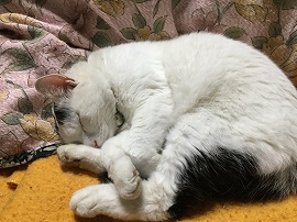 f:id:gyuuhomura:20191107180322j:plain f:id:gyuuhomura:20191107180322j:plain